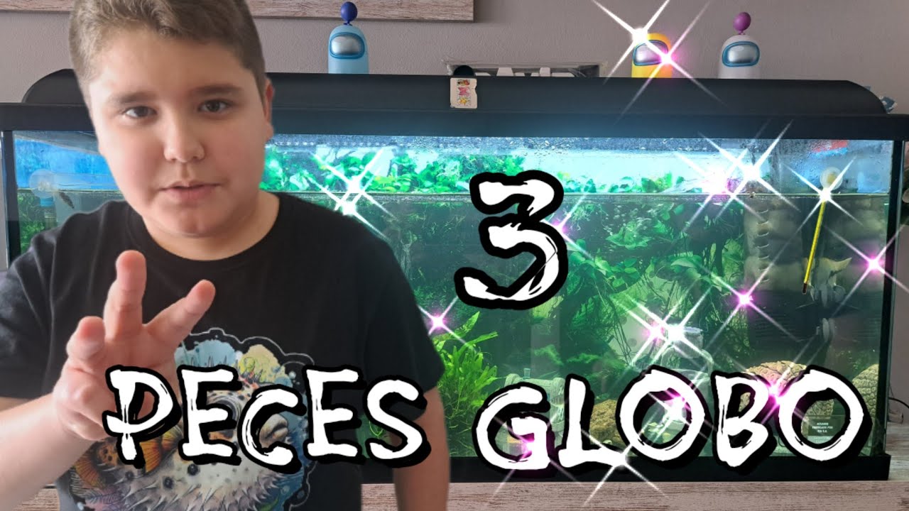 Mis Tetraodones Biocellatus!!! 