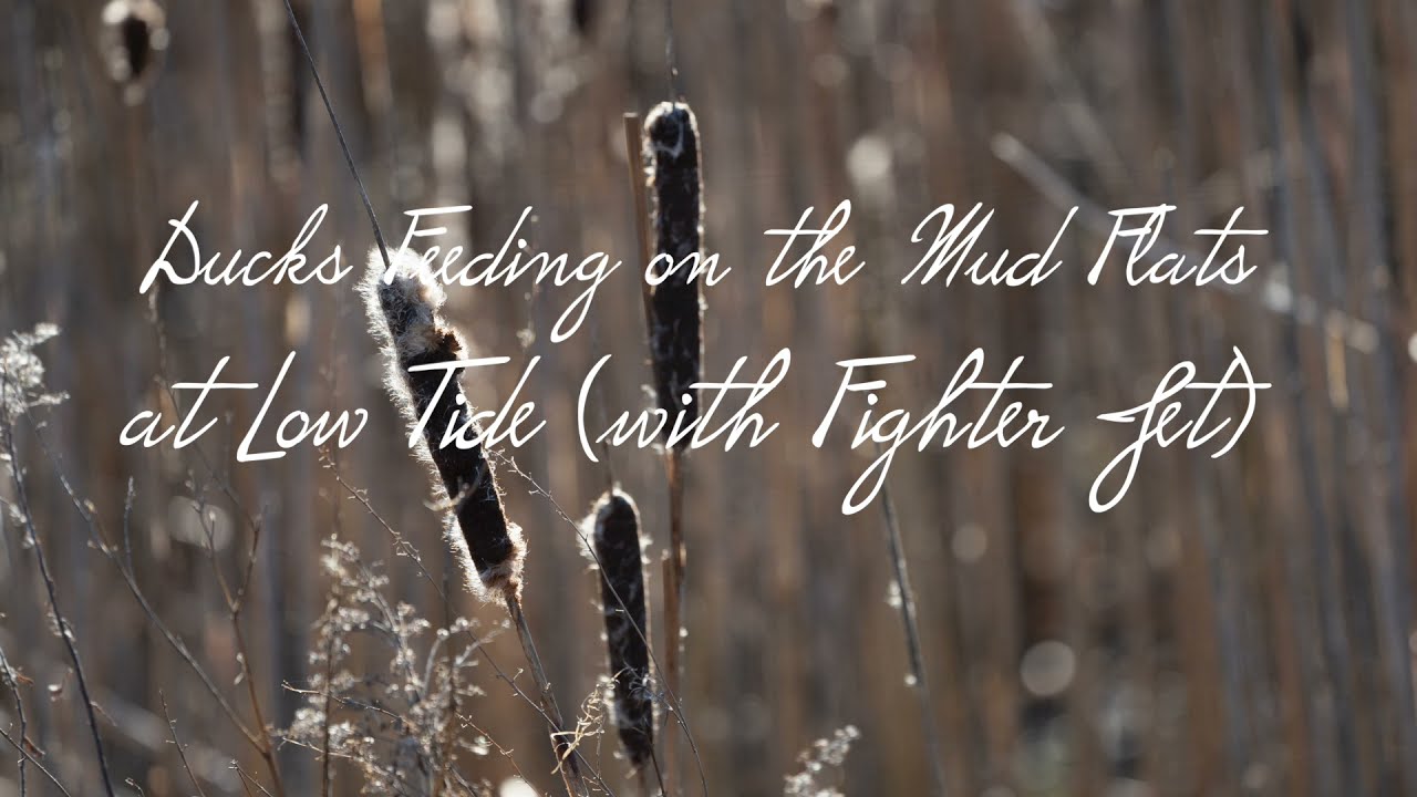 Sonolocations 2: Chenoa Egawa | Enduring Rhythms: Seven Songs from the Skagit Valley