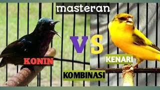 Masteran burung konin dan kenari terapi gemercik air