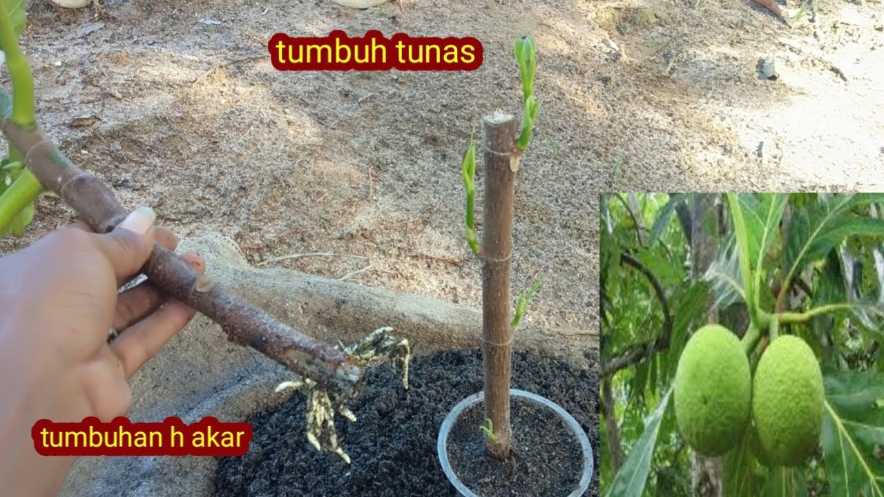 Wajin coba!! Akan kita bongkar rahasia stek sukun agar cepat tumbuh akar