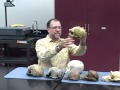 Dr michael plavcan hominid skulls part 3 of 3