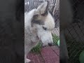 David Robert O'Connor: Husky petting a backyard (June 2, 2026)