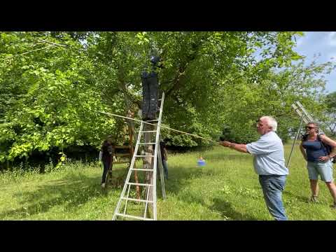 Video: Belle De Louvain -luumupuut: Belle De Louvain -luumun kasvattaminen