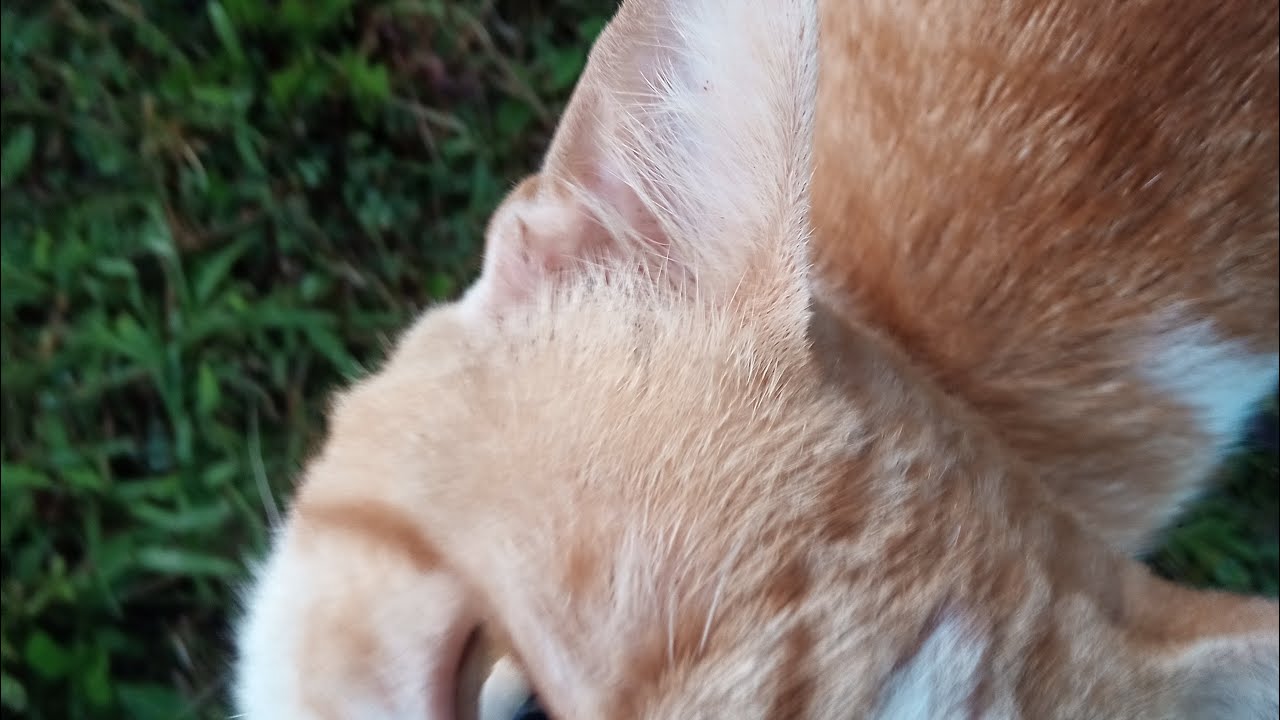 My 2026 IPSD Mother-in-law revenge!