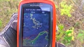 видео: Работа с молодыми гончими, нагонка, ответы на вопросы подписчиков. картинка: Работа с молодыми гончими, нагонка, ответы на вопросы подписчиков.