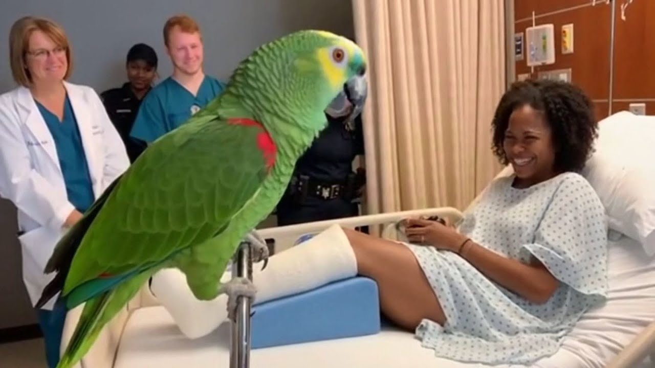 Realistic Talking Parrot Causes Chaos in Hospital Room | Funniest Medical Comedy Ever