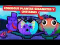 🔥 ¡LA MEJOR MANERA DE USAR LA MUTACIÓN CORRUPTED! Plantas ultra OP 😱| Plantas vs Brainrots en ROBLOX
