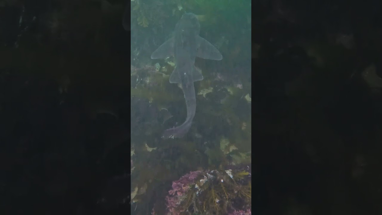 Horn Shark Swimming in the Current