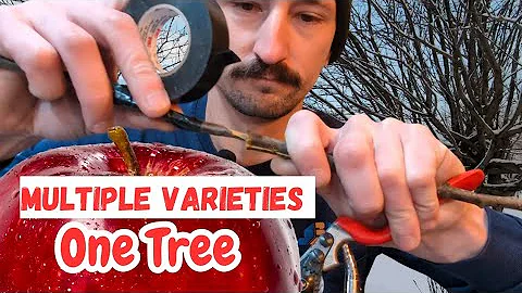 Grafting Apples to Crab Apple Trees | SIMPLE Graft Technique