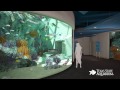 Texas State Aquarium Caribbean Journey expansion