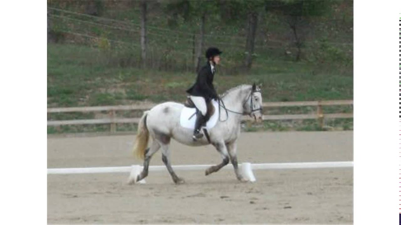 horse riding diagonals YouTube