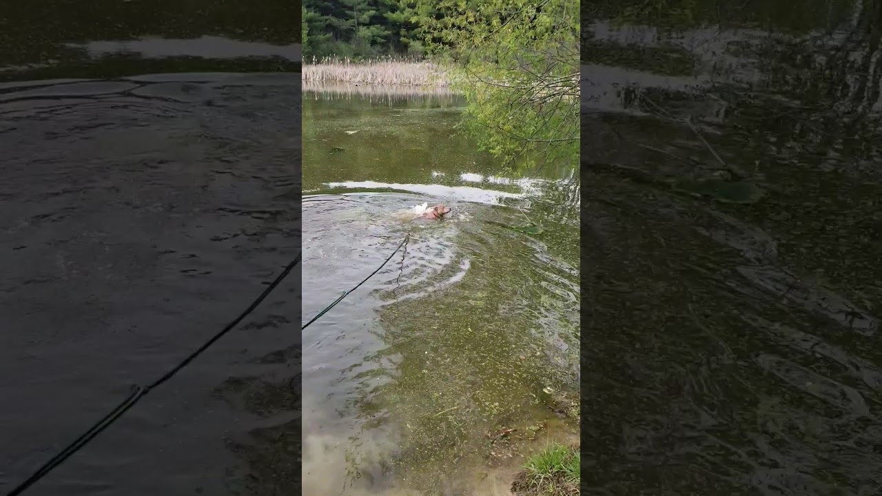 Flint kinda enjoying the pond YouTube