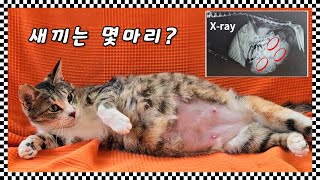 냥줍한 만삭 고양이 Xray 촬영 했는데 이럴 수가......