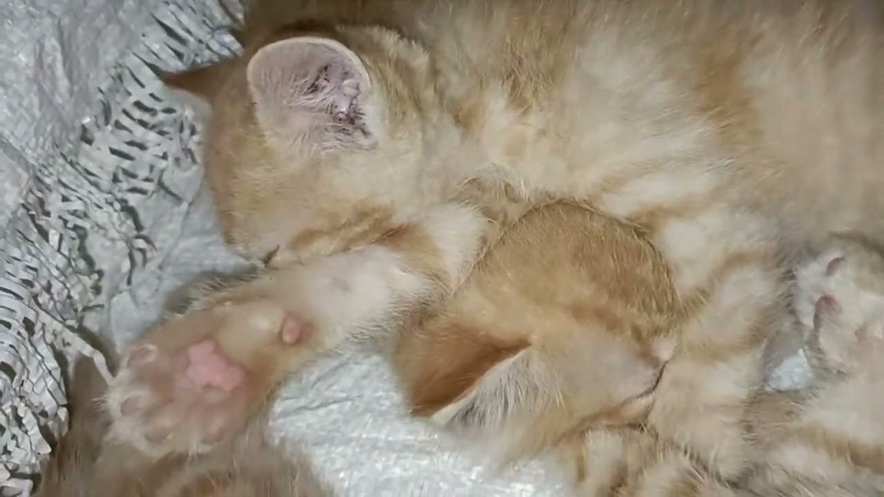 3 cute kittens without their mother