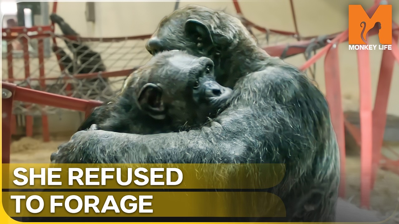 The Paralyzed Ape Who Forgot How to Be a Chimpanzee | Monkey Life | Season 18 Episode 3