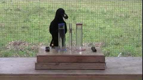 Causal understanding of water displacement by a crow