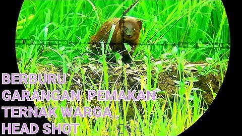 Berburu Garangan Di Sarangnya Pemakan Ternak Warga ,Best Of The Best