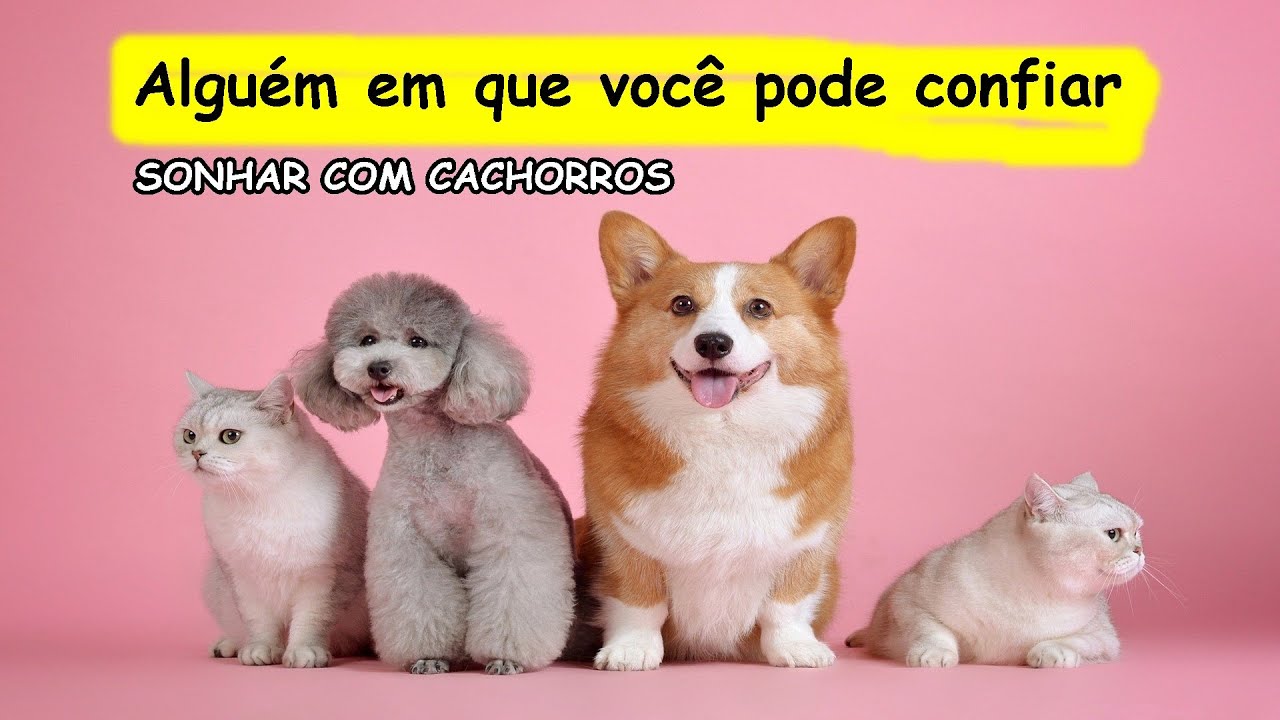 SONHAR COM VÁRIOS CACHORROS SIGNIFICADO DE SONHOS COM CACHORROS - YouTube