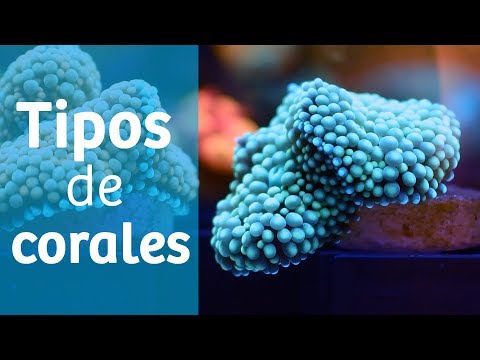 Video: Que Es El Agua De Coral