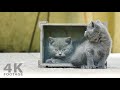 Kittens Fit in a Wooden Box - 4K footage
