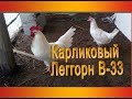 Карликовый Леггорн В 33 - описание породы, ее преимущества | мой уютный дом