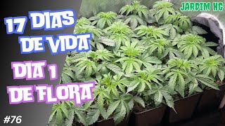 HOW TO GROW WEED - Starting the FLOWERING phase