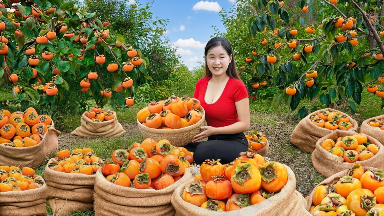 FULL VIDEO -- 266 days The Last Persimmon Harvest of the Year, Produce for Sale Relaxing