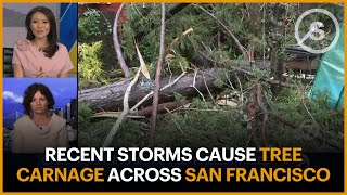 Recent Storms Cause Tree Carnage Across San Francisco