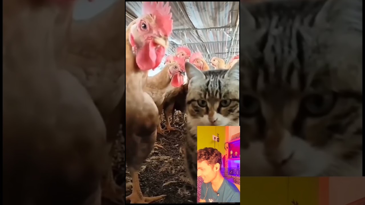 cat funny video reaction 😁🤣 credit goes to @syl_vester 