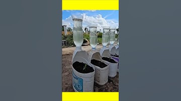 ideas for growing peppers at home#shorts #gardening