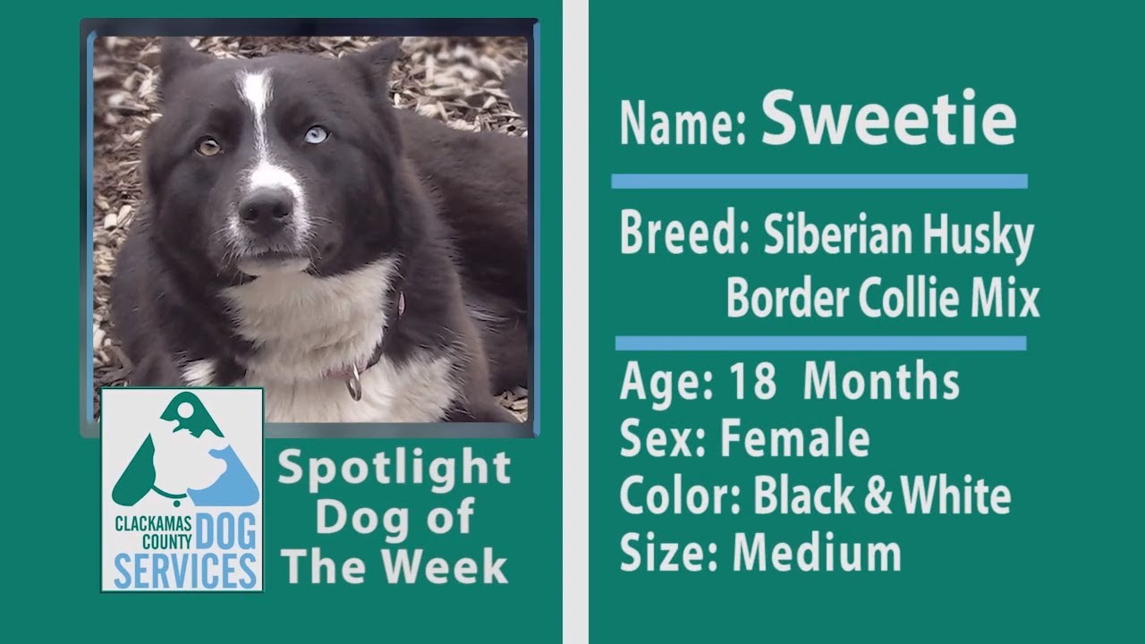 Dog Of The Week Sweetie The Husky Border Collie Mix Youtube