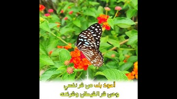من أذكار الصباح ☀️ اللهم عالم الغيب والشهادة فاطر السموات والأرض بصوت الشيخ إدريس أبكر 🎧
