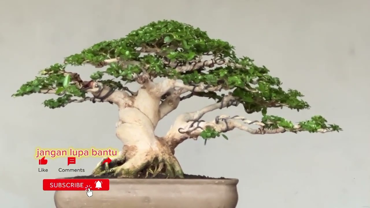 bonsai juara yang elegan#bonsai Sancang mame gaya formal#bonsai sancang