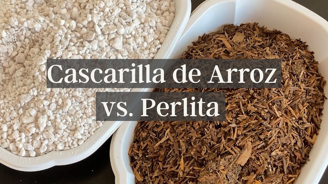 𝐂𝐚𝐬𝐜𝐚𝐫𝐢𝐥𝐥𝐚 𝐝𝐞 𝐚𝐫𝐫𝐨𝐳 𝐯𝐬. 𝐏𝐞𝐫𝐥𝐢𝐭𝐚 🤓🌵 // // ¿𝐂𝐨𝐦𝐨 𝐦𝐞𝐣𝐨𝐫𝐚𝐫 𝐥𝐚 𝐨𝐱𝐢𝐠𝐞𝐧𝐚𝐜𝐢𝐨𝐧 𝐝𝐞𝐥 𝐬𝐮𝐬𝐭𝐫𝐚𝐭𝐨? ✨