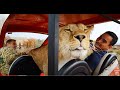 Львица автомобилист КАТАЕТСЯ на МАШИНКЕ! Lioness rides a car!