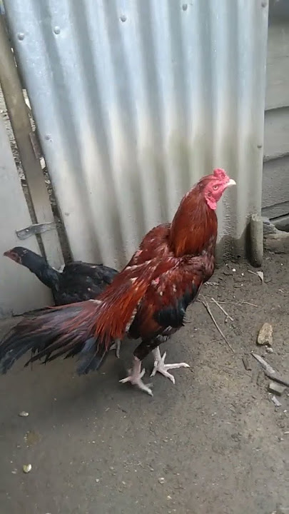 Indukan pakoi dramben