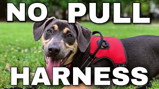 How does a no pull harness for dogs work  4XPAW Review