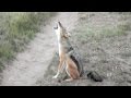 Black-backed jackal