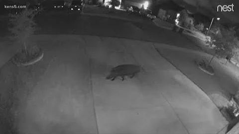 Wild hogs taking over a northwest-side neighborhood causing thousands of dollars in damages