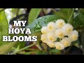 Beautiful Hoya Blooms