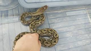 My male Karompa locality reticulated python.