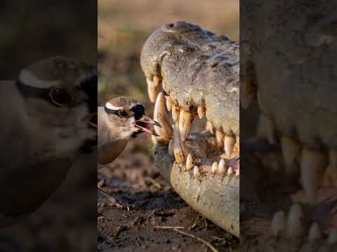 Why Crocodiles Trust This Tiny Bird 🐊🐦 (Amazing Wildlife Behavior) thumbnail