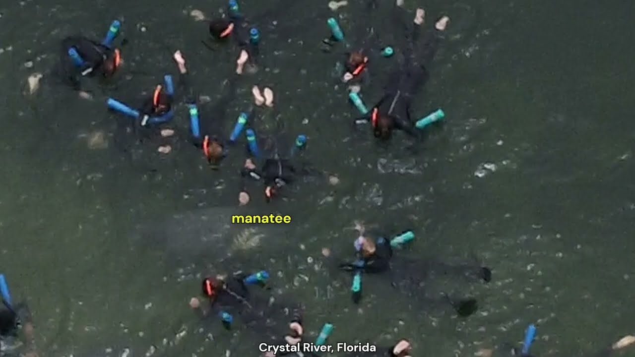 The "Manatee EXPLOITATION Capital of the World" - Crystal River, FL