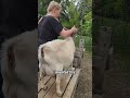 goat milking device