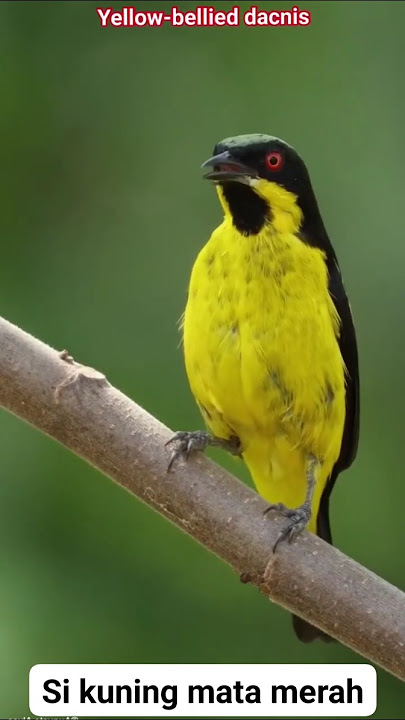 fenomena burung cucak kuning ! #monggaranggachannel #burung #burungkicau #kicaumanianusantara #kicau