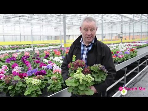 Video: Primule Polyanthus. Cura, Selezione