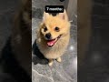 #pomeranianpuppy #pets #shirou