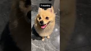 #pomeranianpuppy #pets #shirou
