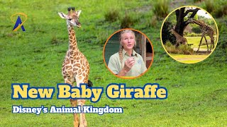 Baby giraffe Ivy’s first morning on Kilimanjaro Safaris - Disney’s Animal Kingdom