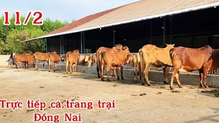 Trực Tiếp Trang Trại Bò Xuân Lộc Đồng Nai